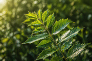 Prickly ash