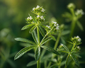 Cleavers
