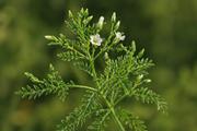 Stillingia Root
