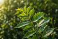 Prickly ash